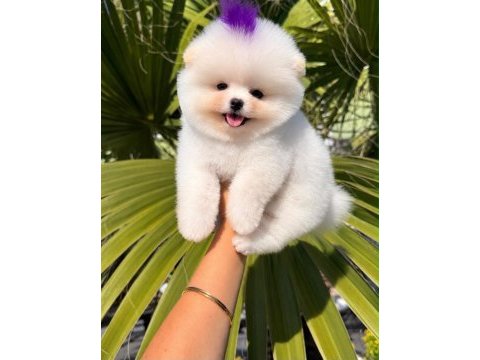 Orjinal pomeranian boo yavrumuz moi