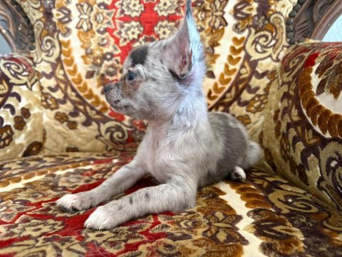 Yavru bir adet erkek 2 adet dişi chihuahua