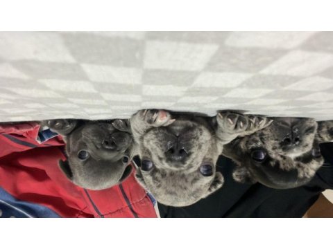 French bulldog yavrularımız