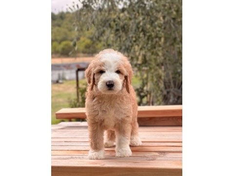 Particolor labradoodle yavrular