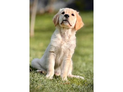 Baby face golden retriever bebeklerimiz