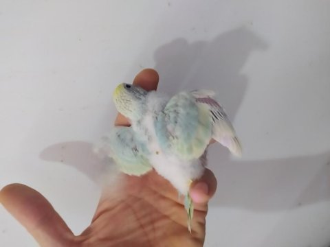 Rainbow muhabbet kuşu bebekler
