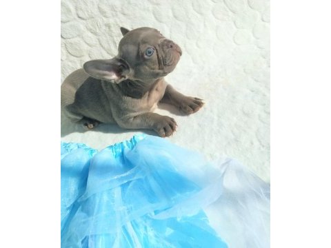 Güzeller güzeli french bulldog bebeklerimiz