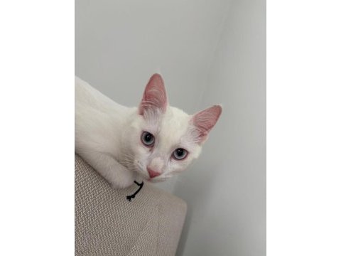 Mavi gözlü beyaz tekir kedi 5 aylık dişi