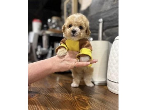 Maltipoo en özelinin ailesi olmak ister misiniz?