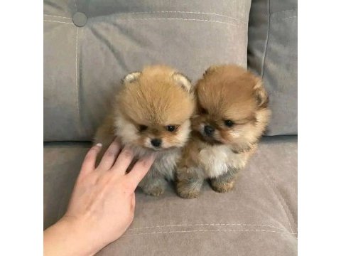 Sevimli mini boy pomeranian boo yavruları hazır