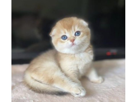 Üstün kalite top kafa golden scottish fold shorthair 