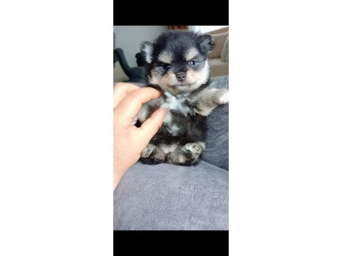 Pomeranian boo yavrumuz