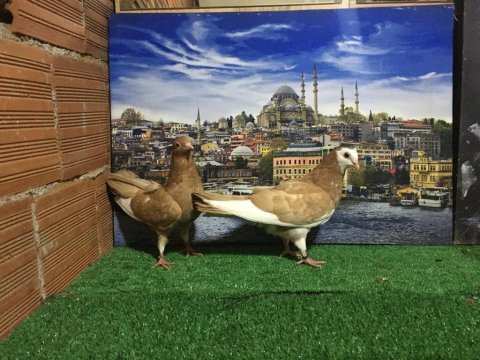 Sarı oring güvercin
