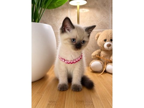 A kalite top kafa scottish fold bebek