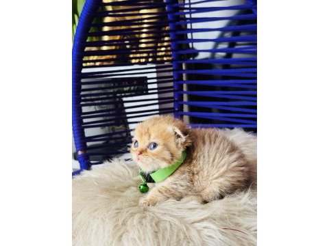 Scottish fold golden tabby