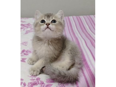 Safkan british shorthair blue golden minnaklarım