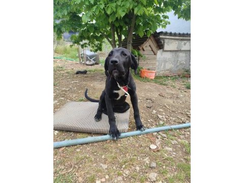 3.5 aylık cane corso dişi ücretsiz sahiplendirilecek