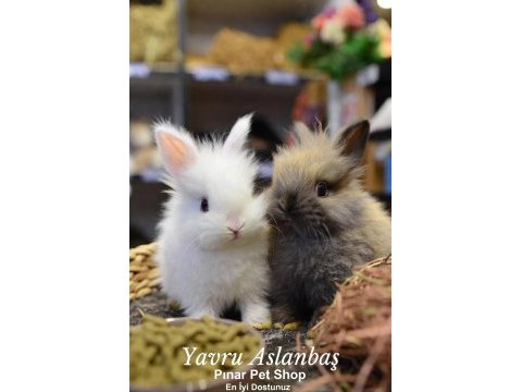 Renk renk çok tatlı yavru aslanbaş türü tavşanlar