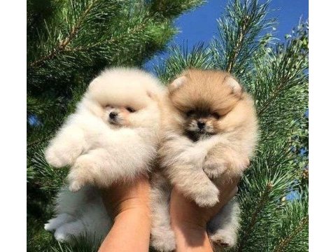Pomeranian boo yavrularımız evinizin neşesi olacaktır 