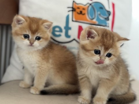 Ankarada ziyarete açık golden british shorthair