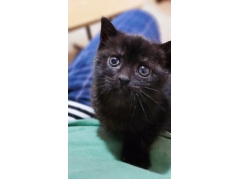 Siyah inci british shorthair