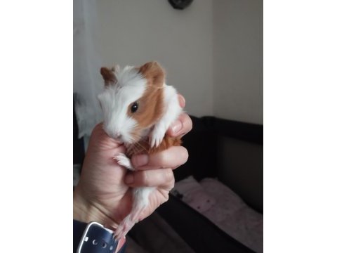 1 aylik ginepig yavrularım