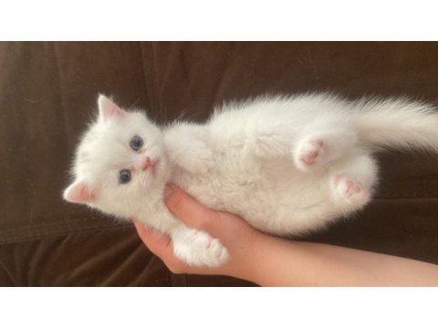 Erkek güzeli british shorthair yavrumuz