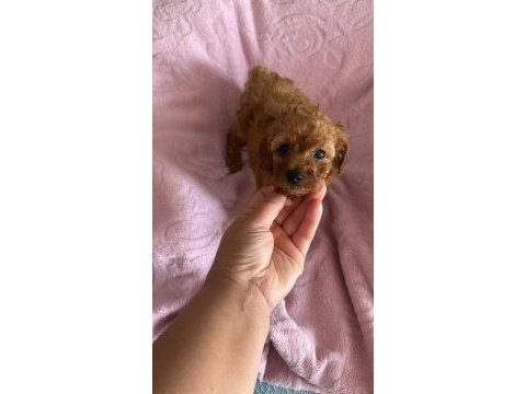 Toy poodle bebeklerimiz