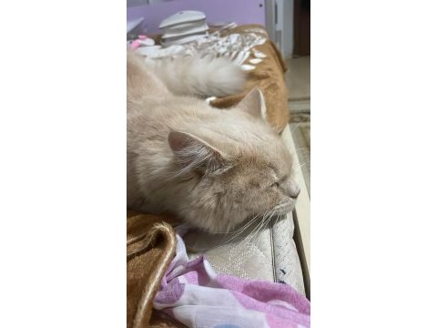 British longhair 9 aylık