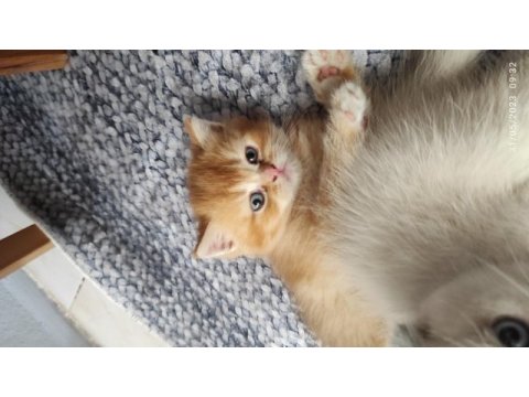 3 adet minik scottish fold sahiplerini bekliyor