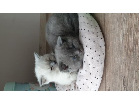 50 günlük dişi british shorthair yavrumuza yuva arıyoruz