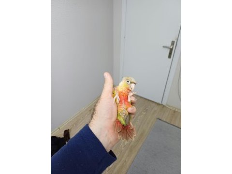 Yüksek kırmızı konur bebek