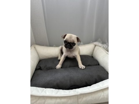 Pug yavrusu 3 aylık saf kan tuvalet eğitimli
