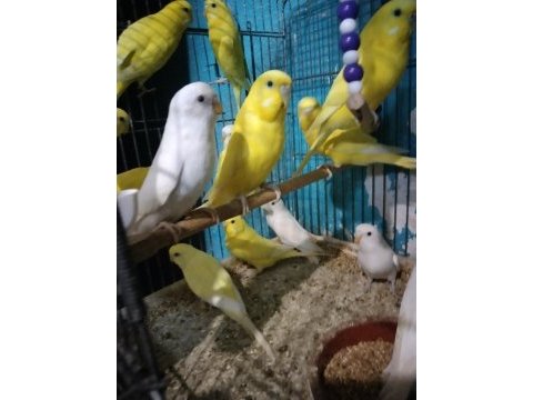 Her renk muhabbet kuşu