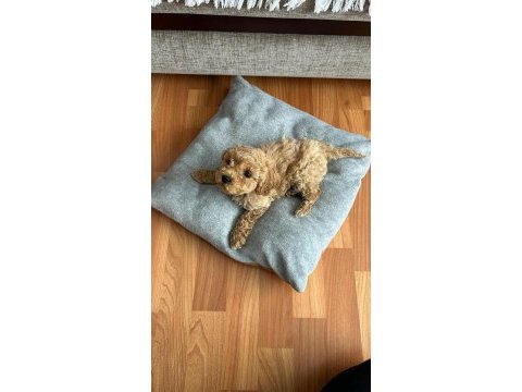 Muhteşem güzellikte  apricot toy poodle yavrular 