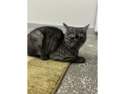Orijinal anne baba british shorthair yuva arıyor