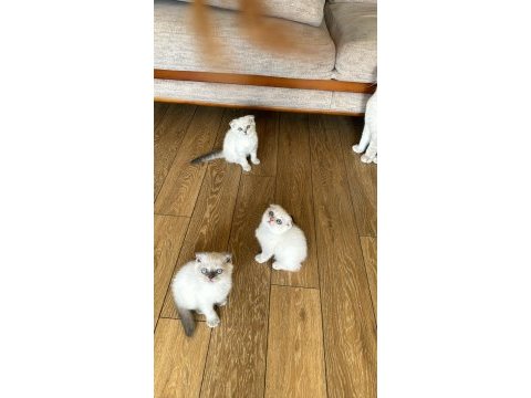 2 beyaz mavi gözlü scottish fold yavrular