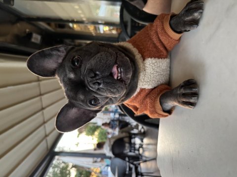 Yeni kısırlaştırılmış dişi french bulldog