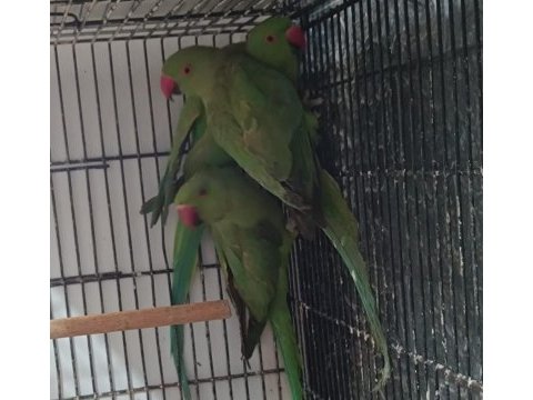 Pakistan papağanları istanbul yenibosna bahçelievler