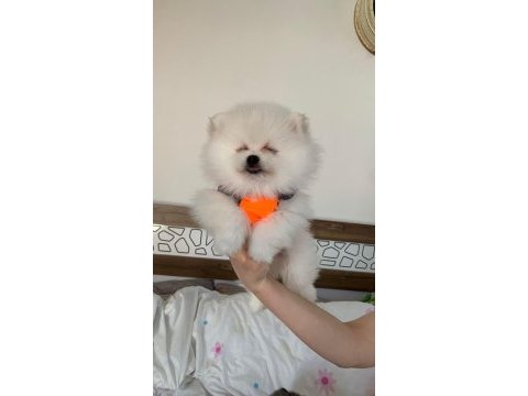 Safkan orijinal pomeranian ayı surat garantili