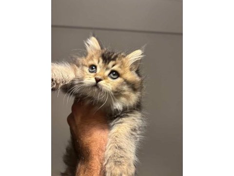 2 aylık oyun delisi british longhair