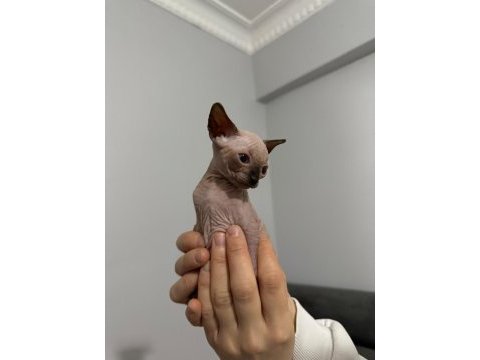 Dünya tatlısı sfenks yavruları