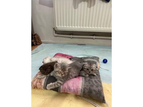 Scottish fold 4 yavru