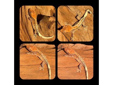 Crested gecko yavrular