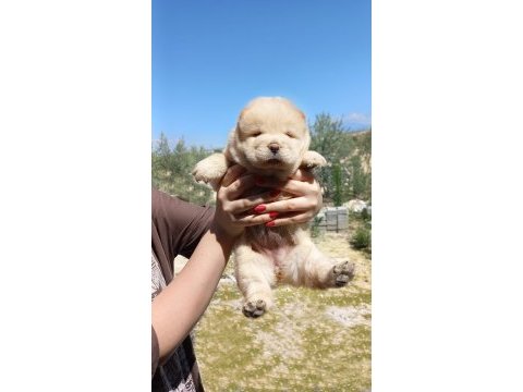 Chowchow dünyasından ırk garantili yavrularımız