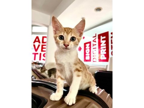 Yuva arayan 6 sevgi dolu yavru kedimiz onlara bir şans verin