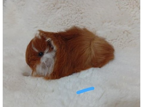Sevimli guinea pig yavruları