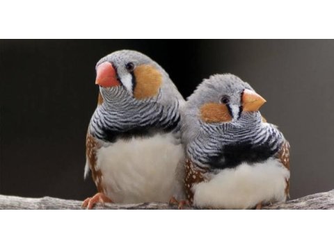 Zebra finch (hint bülbülü)