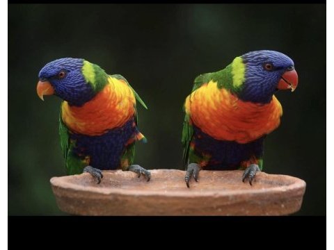 El besleme lori papağanı yavrular