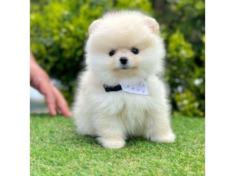 Sevimli pomeranian boo yavrularımız