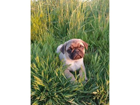 Pug mobs yavrular