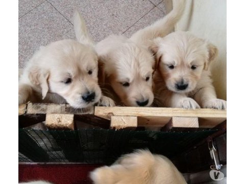 Golden retriever yavruları