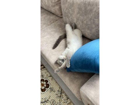 Yavru kedilerimize sıcak yuva