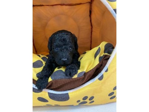 Toy poodle yavrum